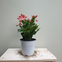 [나인에잇틴]게발선인장 레드소품 공기정화식물