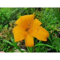 [뿌리와새싹]} 수입원추리 데이릴리 Chicago Sunrise 2뿌리