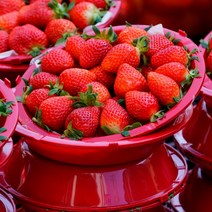 [삼시세끼연구소] 고당도 프리미엄 생 딸기 논산 상큼한 설향딸기 500g 1kg 새벽경매 산지직송, 3.설향딸기700g 1팩