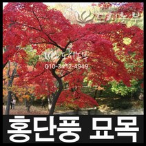 홍단풍/얼치기/실생2년/1단10주묶음/묘목/도시농부