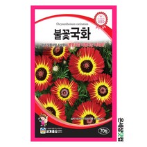 불꽃국화 70립/ 불꽃국화씨앗 국화씨앗 국화씨 꽃씨 화단 꽃밭