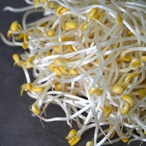 아삭하고 시원한 꼬불이 콩나물 2kg, 1개