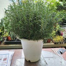 꽃피리 로즈마리허브(중품) 로즈마리