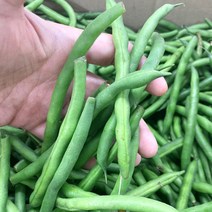 생 그린빈스 500g
