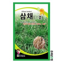삼채 100립 / 삼채씨앗 삼채씨 종자 토속나물 주말농장 베란다텃밭