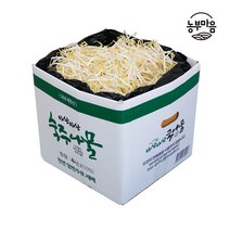[생산지 직송] 신선하고 숙주나물 통통한 1kg 2kg 4kg 천연 암반수 키운 숙주 나물