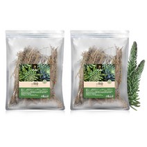 손수 키운 건와송 바위솔 국내산 와송 건재 100g x 2팩