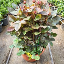 가든장미 빨간색(특대) 2022 새 상품/무 료 배 송