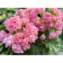 유럽제라늄 스완랜드핑크 페라고늄