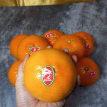 [최고당도]제주도 한라봉 레드향 천혜향 대과 최상품 선물세트 3kg, 천혜향 선물용 3kg (대과) 12-14과