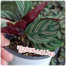 칼라데아오나타-중소-잎사귀들이 마치 그림같아요.