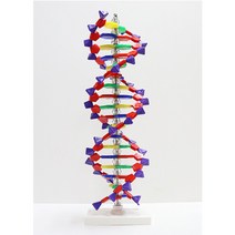 ㈜퓨쳐테크닉 DNA분자모형(이중나선구조 분리조립식) 45cm