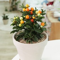 앵두나무 1개 화분포함 옥천앵두 체리나무, 받침포함 11호(크림)