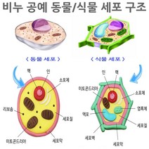 비누 공예 동물/식물 세포 구조 모형 10세트 소근육, 동물세포 10세트