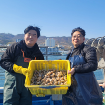 부자수산 활 동해안 포항 자연산 백골뱅이 당일바리 1kg /500g 특 대 중 소 산지직송, 500g 대(10미 내외), 1개