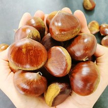 국내산 햇공주밤 1kg 22년 햇밤 공주 정안밤 옥광 알밤 생밤, 칼집 햇공주밤(칼집O) 1kg, 1개