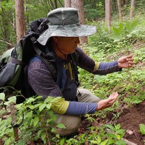 지리산뱀사골농원 산양삼 장뇌삼 5년근 8년근 12년근, 5~6년근 4뿌리