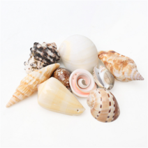 조개껍질 조개껍데기 소라껍데기 소라껍질, C11 타공조개껍질 혼합9종