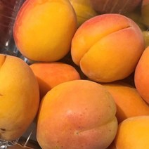 살구나무 산형3호 홍천간 묘목 자연농원 최소구매2개, 산형3호 상묘