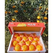 제주도 산지직송 고당도 레드향 5kg (선물용) 10kg(선물용 가정용), 18과(선물용)