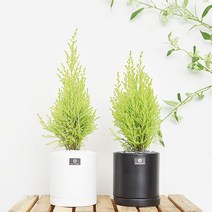 공기정화식물 율마 에코화분 세라믹화분, 율마 세라믹 무광 화분 블랙