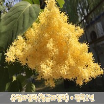 충주원예조경 / 유럽라일락(황금라일락) / 접목2년 뿌리묘, 주
