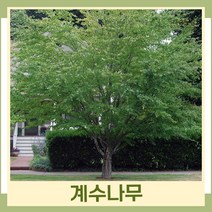 계수나무 묘목 실생2년생 뿌리묘 5개