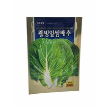 잎쌈배추 씨앗 500립