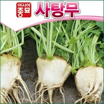 사탕무 씨앗 1만립 대용량 설탕 주원료 슈가 비트 종자 당도 높고 영양 많은 웰빙 채소 텃밭 농사