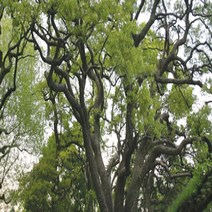 녹나무 씨앗 30g