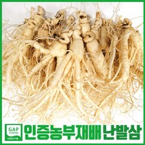 [GAP 취득 농부의 인삼] 인삼 수삼 6-5년근 난발 파삼 세척 삼계탕 선물 산지직송 홍삼액 정성가득, 세척함, 1.콩콩난(710g-35뿌리내외