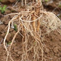 잔대 딱주 식재 산야초 씨앗 품종 작물 종자 100000립 원예 정원꾸미기 숙근 국산, 본상품선택