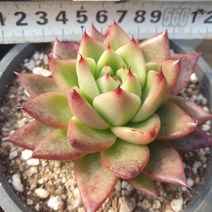 [수암다육] 로또 랜덤발송 Echeveria 다육 다육이 다육식물, 1개