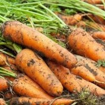 정직한먹거리 국내산 제주 구좌 흙 햇 당근 carrot, 5kg, 상(주스&반찬)