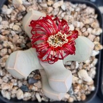 리톱스 꽃 마옥 다육이 아프리카식물 다유기 2단130