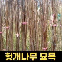 헛개나무묘목 2년 1주 헛개묘목 헛개나무묘