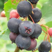 준베리/발레리나/삽목1년(2주묶음)/묘목/d0120