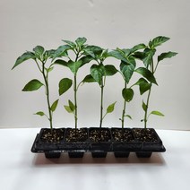 롱그린고추모종(아삭이) 5포기