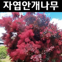 자엽안개(로얄퍼플) 삽목3년(뿌리) 특묘 3개/나무 묘목/꽃나무/조경용