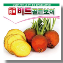 재배가 쉽고 맛이좋은 샐러드용 노란비트 비트골든보이 100립