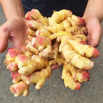 영호네농산물 23년 수확 국산 햇생강 최상급 특품 1kg, 3개, 흙생강1kg