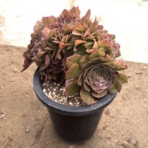 할로윈철화 오묘한 색감을 가진 다육식물 실내공기정화 인테리어 식물, 1개