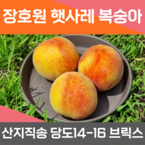 이천 장호원 햇사레 황도 백도 복숭아 말랑이 최상품 파치 파지 선물용 가정용 대과 4kg 산지직송 당일수확 당도 14-16브릭스, 11-13개 대과
