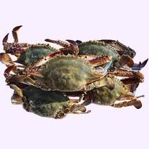 여니야미 서해안 산지직송 활 생물 꽃게 2kg, 10kg (40-50미)