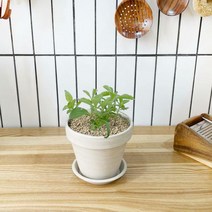 1+1 키친 허브 스테비아/천연 향신료 향기나는 식물 허브 키우기, H18.스테비아 / H12.장미허브