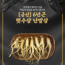 상시수확 금산 인삼 난발삼 300g(6~8뿌리) 인삼차 증정 100% 국내산 금산인삼시장 4-6년근 세척삼 못난이 가정용 알뜰형 인삼 당일배송, 300g (6~7뿌리)