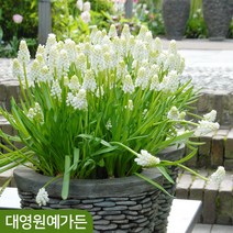 무스카리 구근 3종 (5구) 알뿌리 추식구근, 03. 발레리피니스 5구