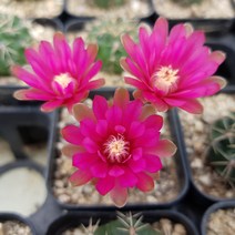 [해뜰다육] 비화옥(소) 다육식물 선인장