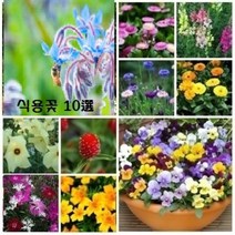 먹을 수 있는 꽃 식용꽃 10선, 1개
