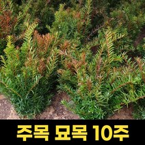 주목 묘목 10주묶음 주목나무묘목 묶음묘목 주목, 1개